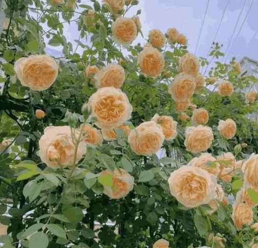 Elegant Climbing Flower Seeds