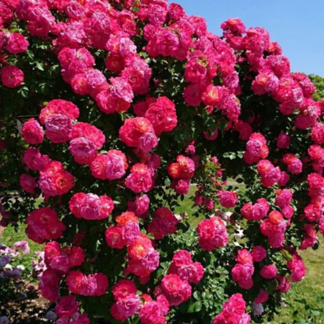 Elegant Climbing Flower Seeds