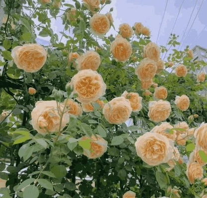 Elegant Climbing Flower Seeds