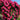 Elegant Climbing Flower Seeds